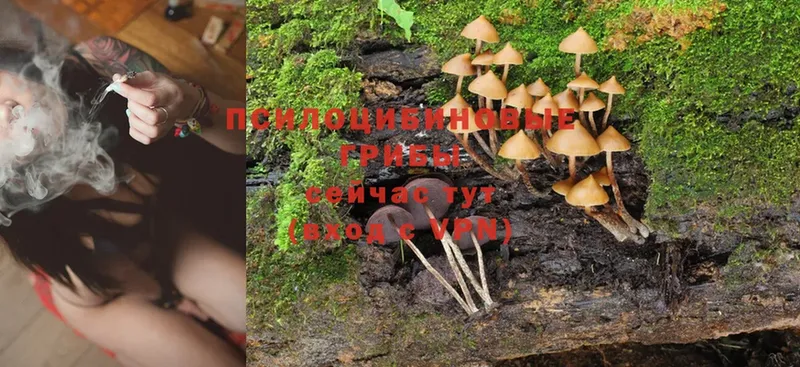 Псилоцибиновые грибы MAGIC MUSHROOMS  blacksprut как войти  Пыталово  купить наркотик 